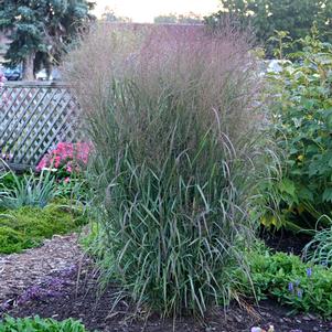 PRAIRIE WINDS® APACHE ROSE SWITCH GRASS