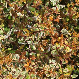 TWIST OF ORANGE™ ABELIA