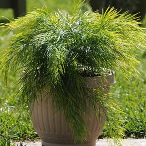 COUSIN ITT ACACIA