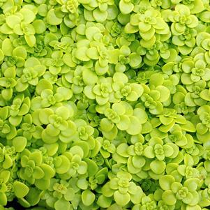 GOLDEN JAPANESE WOODLAND SEDUM