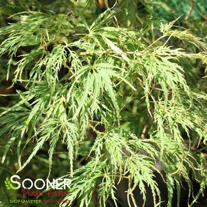 <em>Acer</em> WATERFALL WEEPING JAPANESE MAPLE: 