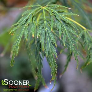 <em>Acer</em> GREEN LACE WEEPING JAPANESE MAPLE: 