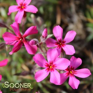 RED CREEPING PHLOX