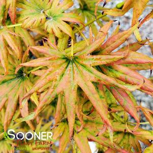 <em>Acer</em> MR. SUN UPRIGHT JAPANESE MAPLE: 