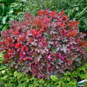 CRIMSON CURLS CORAL BELLS