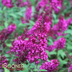 FUNKY FUCHSIA™ BUTTERFLY BUSH