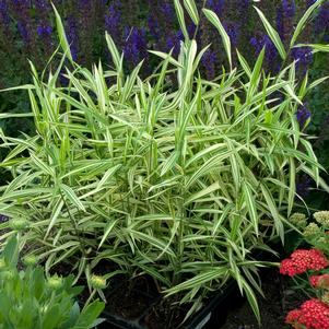 RIVER MIST SEA OATS