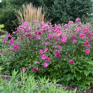 <em>Anemone</em> FALL IN LOVE™ SWEETLY JAPANESE ANEMONE: 