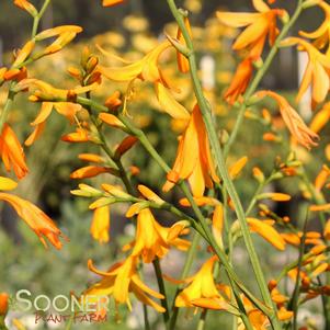 GEORGE DAVIDSON MONTBRETIA