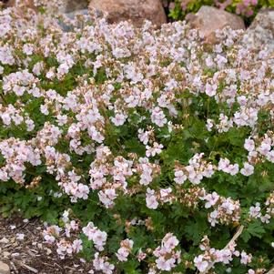 BIOKOVO CRANESBILL GERANIUM