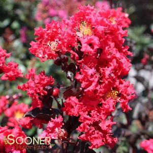 BLACK DIAMOND® CRIMSON RED CRAPEMYRTLE