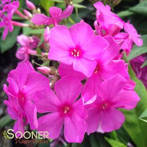 FLAME® PINK GARDEN PHLOX