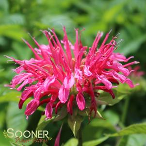 CORAL REEF BEEBALM