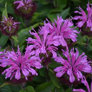 PARDON MY LAVENDER II BEEBALM