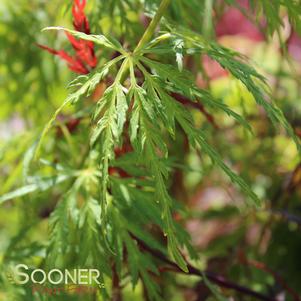 <em>Acer</em> SEIRYU UPRIGHT JAPANESE MAPLE: 