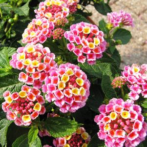 EVITA® PINK LANTANA