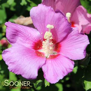 ROSE SATIN® ALTHEA