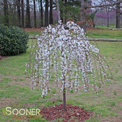 Shop Small Flowering Trees