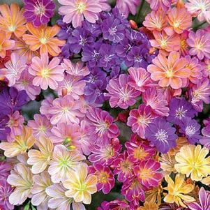 RAINBOW MIX LEWISIA