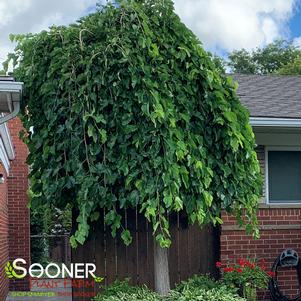 CHAPARRAL WEEPING MULBERRY