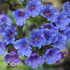 <em>Pulmonaria</em> TREVI FOUNTAIN LUNGWORT: 