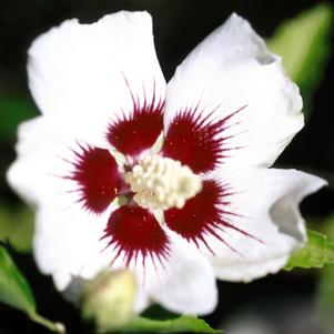 <em>Hibiscus</em> RED HEART ALTHEA: 