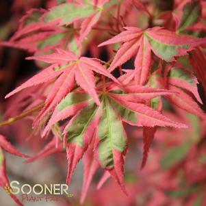 <em>Acer</em> SHOJO NO MAI UPRIGHT JAPANESE MAPLE: 