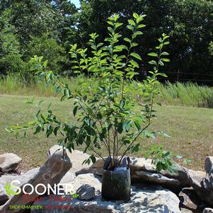 4 units available! Pre-Order Qty: 0