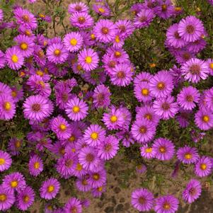 0 units available! Pre-Order Qty: 0