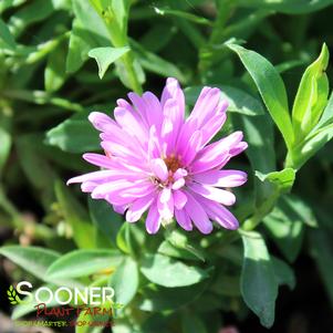 0 units available! Pre-Order Qty: 0