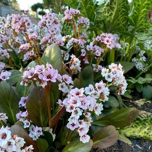 0 units available! Pre-Order Qty: 0