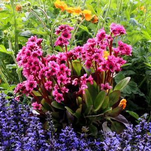 0 units available! Pre-Order Qty: 0