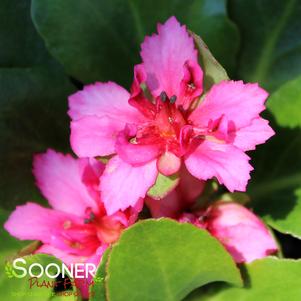 0 units available! Pre-Order Qty: 0