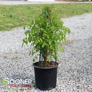 0 units available! Pre-Order Qty: 0