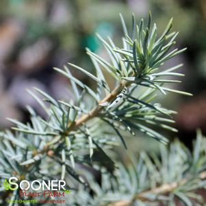 2 units available! Pre-Order Qty: 0