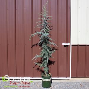 3 units available! Pre-Order Qty: 0