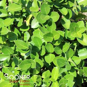 0 units available! Pre-Order Qty: 0