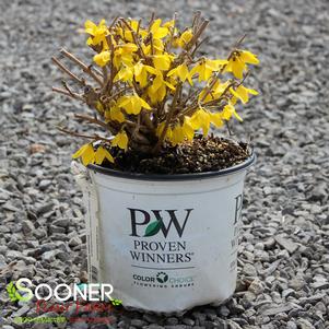 3 units available! Pre-Order Qty: 0