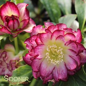 0 units available! Pre-Order Qty: 0