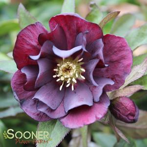 0 units available! Pre-Order Qty: 0