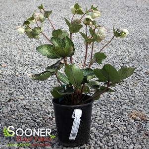 0 units available! Pre-Order Qty: 0