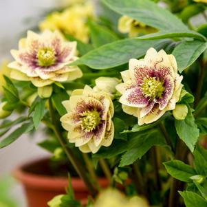 0 units available! Pre-Order Qty: 0