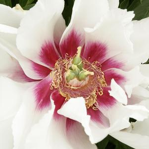 0 units available! Pre-Order Qty: 0