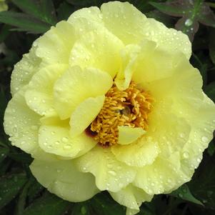 0 units available! Pre-Order Qty: 0