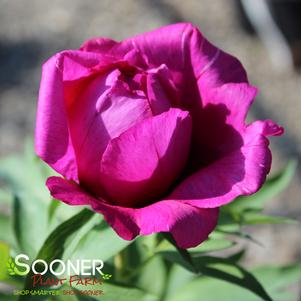 0 units available! Pre-Order Qty: 0