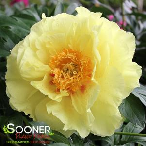 4 units available! Pre-Order Qty: 0