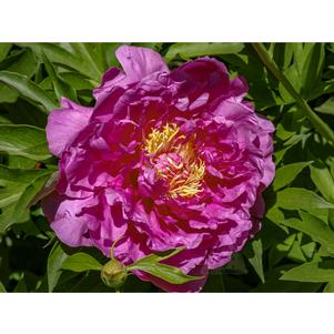 3 units available! Pre-Order Qty: 0