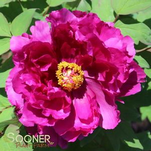 0 units available! Pre-Order Qty: 0