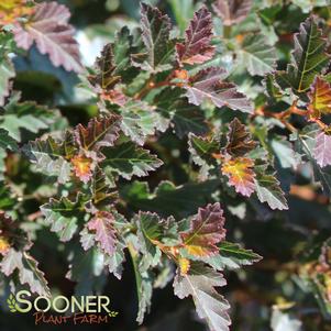 17 units available! Pre-Order Qty: 0