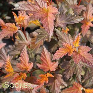 0 units available! Pre-Order Qty: 0